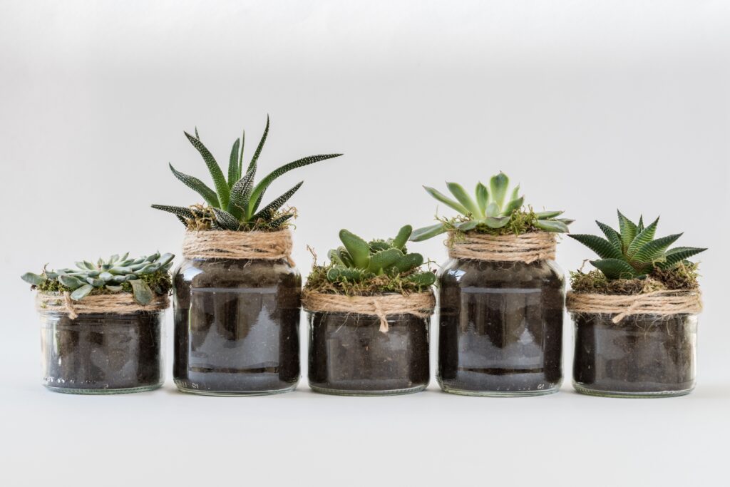 A series of plants in pots