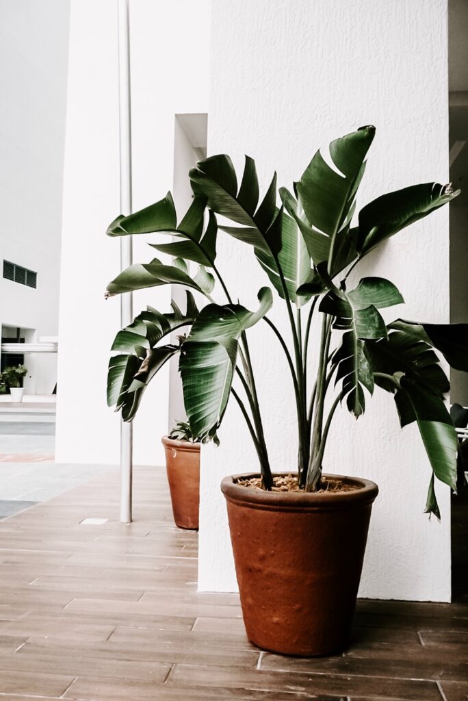 A tropical plant in a pot