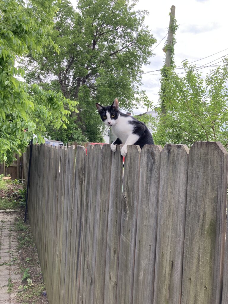 A cat climbing up onto a fence