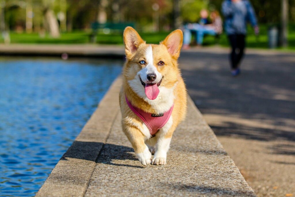 A corgi running alongside a man-made lake