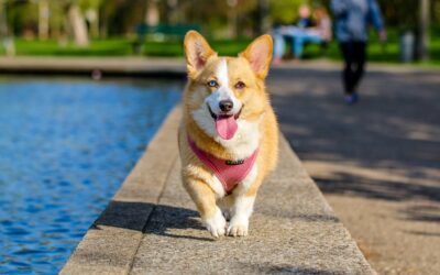 A corgi running alongside a man-made lake