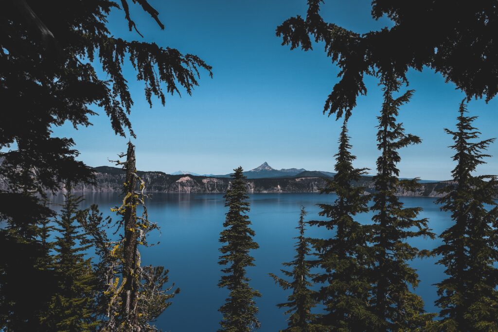 A scenic photo of Oregon firs in front of a lake